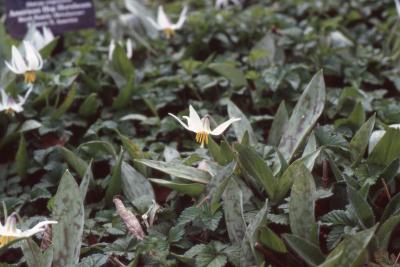 Erythronium albidum, flowers 