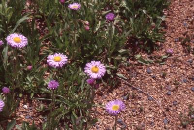 Erigeron pinnatisectus, flowers 