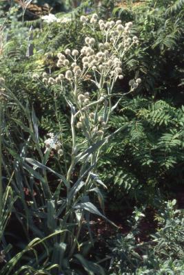 Eryngium yuccifolium, form 