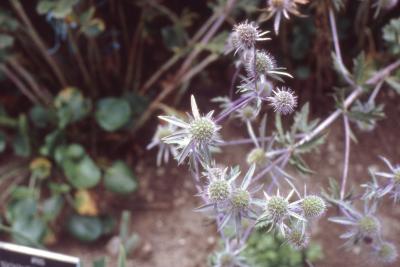 Eryngium amethystinum flowers 
