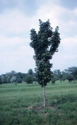 Acer platanoides ‘Erectum’ (Upright Norway maple), habit, summer