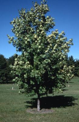 Acer platanoides ‘Pond’ (Emerald Lustre Norway maple), habit, summer