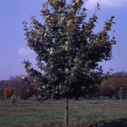Acer pseudoplatanus (sycamore maple), habit, fall