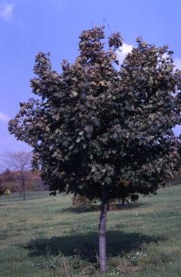 Acer pseudoplatanus ‘Atropurpureum’ (Purple-leaved sycamore maple), habit, fall