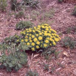 Euphorbia polychroma, form 
