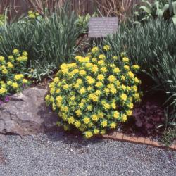 Euphorbia polychroma, form 