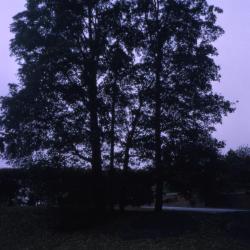 Acer pseudoplatanus (sycamore maple), habit
