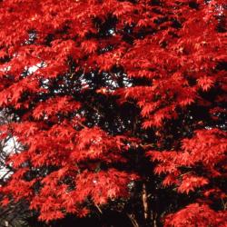 Acer pseudosieboldianum (Korean maple), fall color