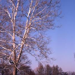 Platanus occidentalis (sycamore), habit, winter