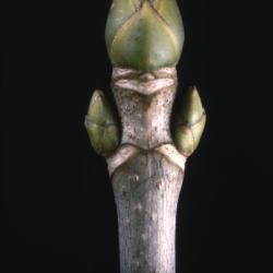 Acer pseudoplatanus (sycamore maple), bud