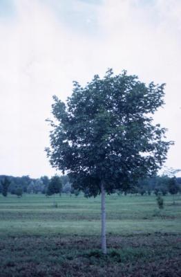 Acer platanoides ‘Summershade’ (Summershade Norway maple), habit, summer