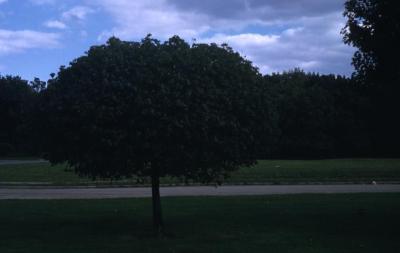 Acer platanoides ‘Globosum’ (Globe Norway maple), habit, summer