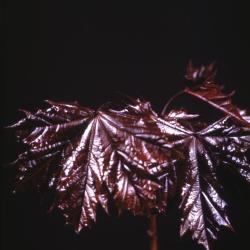 Acer platanoides ‘Crimson King’ (Crimson King Norway maple), leaves