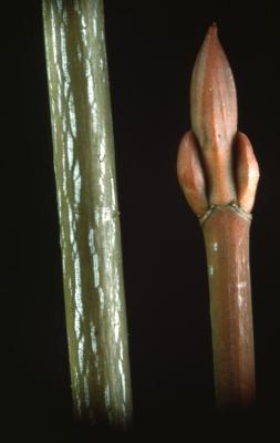 Acer pensylvanicum (striped maple), twig and bud