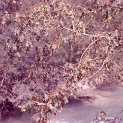 Acer ginnala var. semenowii (Semenov’s maple), branch and leaves