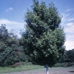 Acer × freemanii ‘Armstrong’ (Armstrong Freeman’s maple), habit, summer