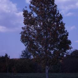 Acer rubrum ‘Scanlon’ (Scanlon red maple), habit, fall
