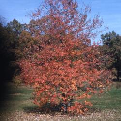 Acer rubrum ‘Glaucum’ (Blue-leaved red maple), habit, fall color