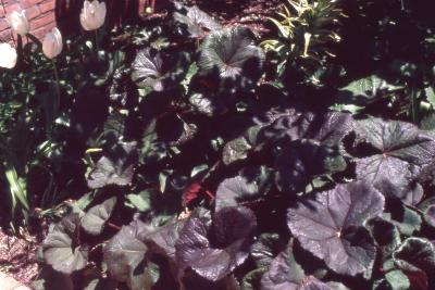 Ligularia dentata 'Dark Beauty' (Dark Beauty big-leaved goldenray), leaf, form 