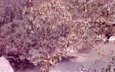 Acer ginnala var. semenowii (Semenov’s maple), branch and leaves