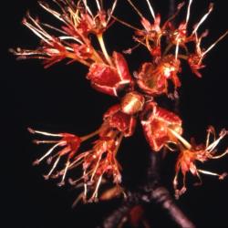 Acer rubrum (red maple), flowers