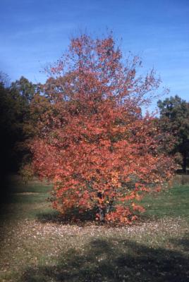 Acer rubrum ‘Glaucum’ (Blue-leaved red maple), habit, fall color