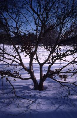 Acer triflorum (three-flowered maple), winter