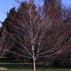 Acer rubrum (red maple), habit, spring