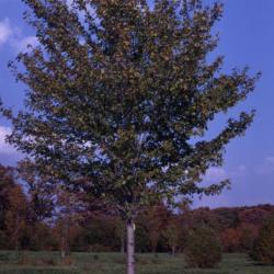 Acer rubrum ‘Tilford’ (Tilford red maple), habit, fall