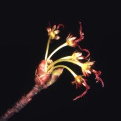 Acer rubrum (red maple), female flower