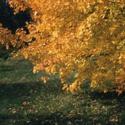 Acer tataricum (Tatarian maple), fall color