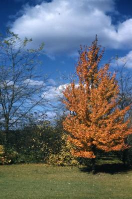 Acer rubrum (red maple), habit, fall color