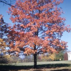 Acer rubrum (red maple), habit, fall