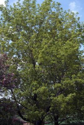 Acer truncatum (Shantung maple), spring