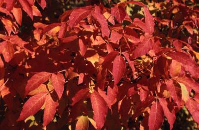 Acer triflorum (three-flowered maple), leaves, fall color