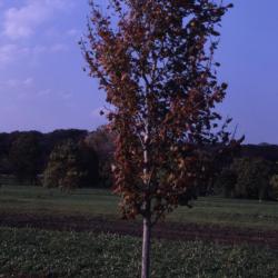 Acer rubrum ‘Columnare’ (Upright red maple), habit, fall