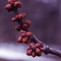 Acer rubrum (red maple), buds