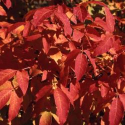 Acer triflorum (three-flowered maple), leaves, fall color