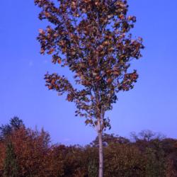 Acer rubrum ‘Bowhall’ (Bowhall red maple), habit, fall color