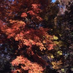 Acer triflorum (three-flowered maple), habit, fall color