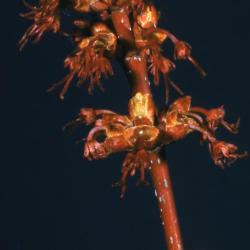 Acer rubrum (red maple), flowers