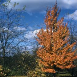 Acer rubrum (red maple), habit, fall color
