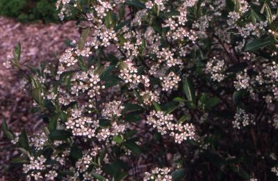 Aronia melanocarpa (Michx.) Elliott (black chokeberry), flowers