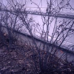 Aronia melanocarpa (Michx.) Elliott (black chokeberry), winter habit