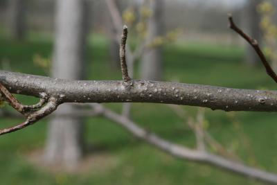 Lindera benzoin var. pubescens (Spicebush), bark, branch