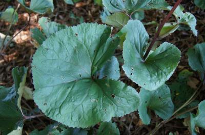 Ligularia dentata 'Britt-Marie Crawford' (PP 16113) (Britt-marie Crawford Big-leaved Goldenray), leaf, summer