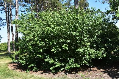 Lindera benzoin var. pubescens (Spicebush), habit, summer