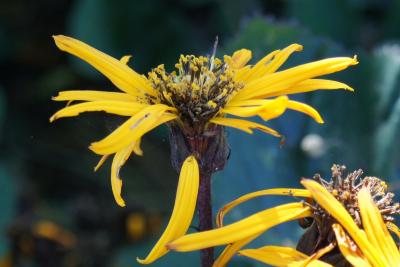 Ligularia dentata 'Britt-Marie Crawford' (PP 16113) (Britt-marie Crawford Big-leaved Goldenray), flower, side