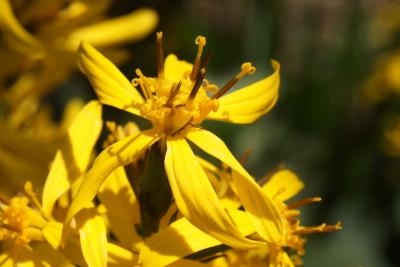 Ligularia 'Little Rocket' (PP 14621) (Little Rocket Goldenray), flower, full