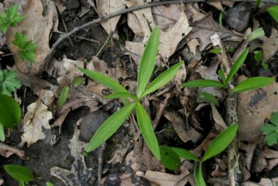 Lilium michiganense (Michigan Lily), habit, spring